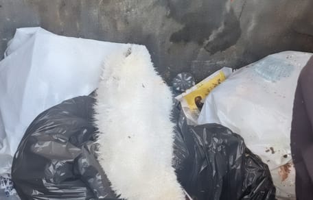 A small white cat in the rubbish