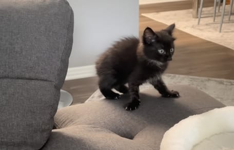Un petit chaton noir dans un salon