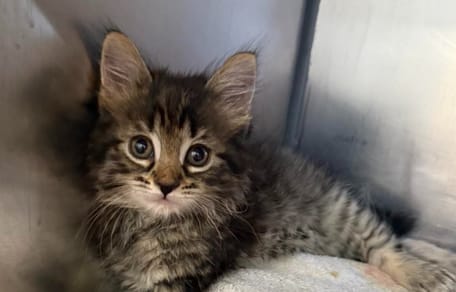 A small tabby kitten