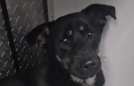 Un petit chien roumain