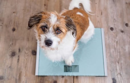 Comment aider mon chien à prendre du poids ?