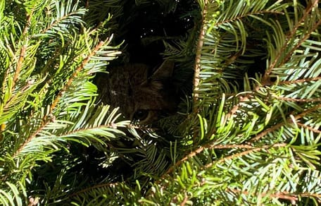 Ein kleines Raubtier, das sich in einem Garten versteckt