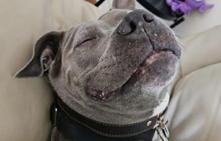 Pitbull ze schroniska na skraju eutanazji