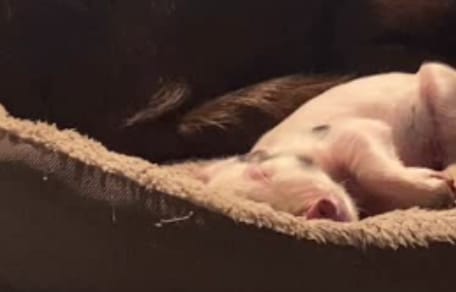 Un lechón y un perro