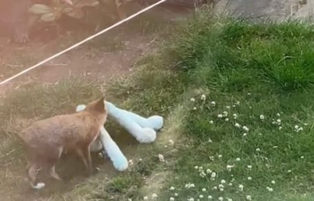 Un renard dans un jardin