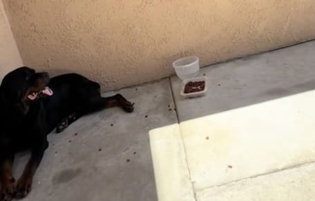 Rottweiler