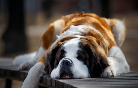 Un saint bernard allongé