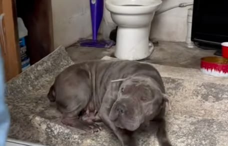 An abandoned Shar-Pei