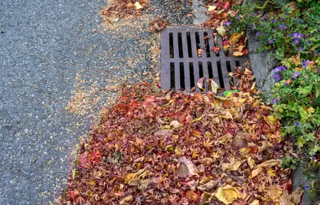 Un tas de feuilles mortes