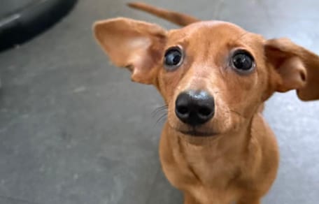 A Dachshund with XXL ears