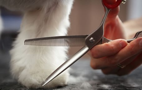 Un toiletteur pour chiens avec des ciseaux