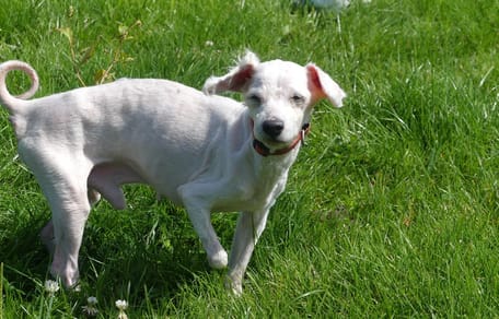 Un vieux chien à trois pattes