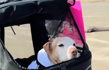 Een oude hond in een bolderkar