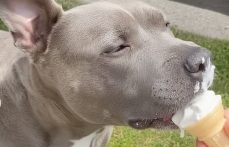 Ein alter Hund neben einem Eiswagen