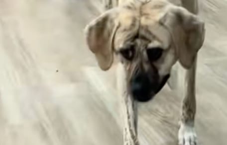 Uncle the dog