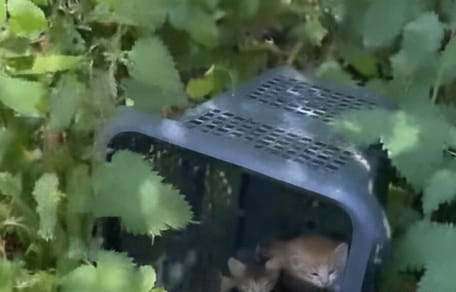 Une bassine avec des chatons