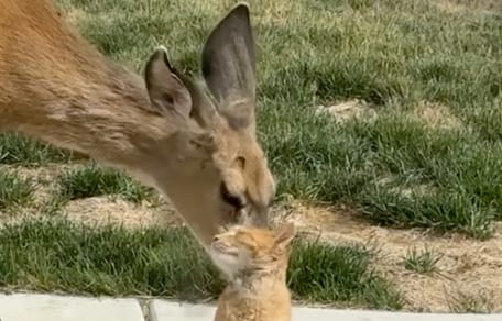 Une biche qui lèche un chat