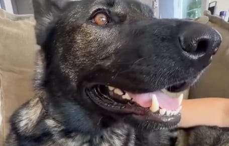 Une brave chienne