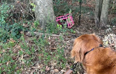 Une caisse rose abandonnée dans la nature