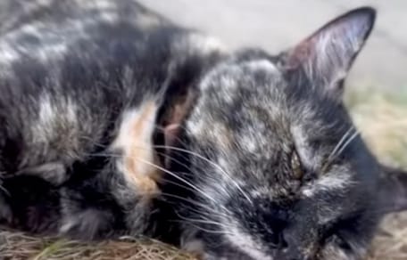Une chatte âgée allongée par terre
