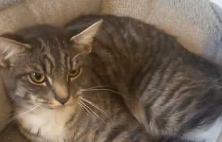 Une chatte allongée