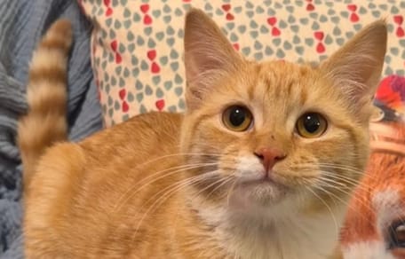 Une chatte au pelage roux abandonnée