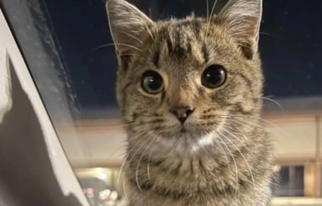 Une chatte aux grands yeux sauvée sur un parking un soir d'hiver