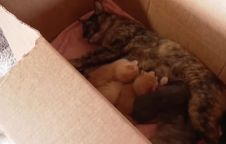 A mother cat and her kittens