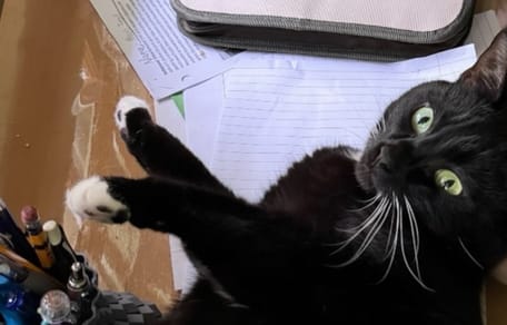 Eine schwarze Katze