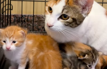 Redders dachten een moeder met kittens te redden: de waarheid verraste hen
