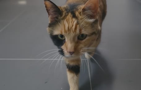 Une chatte tricolore trouvée dans la nature