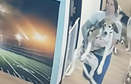 Una cagnolina ha fatto evadere altri cani da un canile