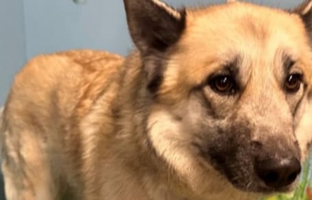 An abandoned Shepherd-Husky Cross dog