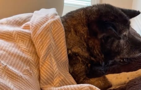 Une chienne abandonnée à 14 ans