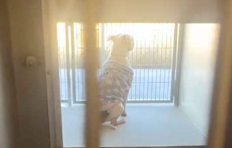 An abandoned dog in her pyjamas