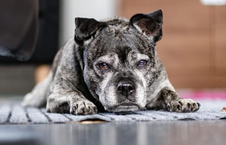 A dog abandoned in a house