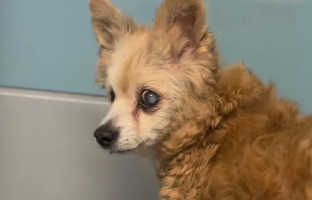 Een oudere hond die in een asiel is achtergelaten