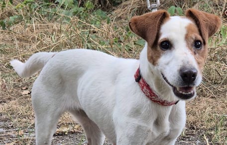 Une chienne âgée de 10 ans