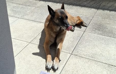 Una cagnolina sdraiata per terra