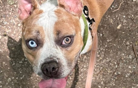 Une chienne aux yeux de deux couleurs différentes