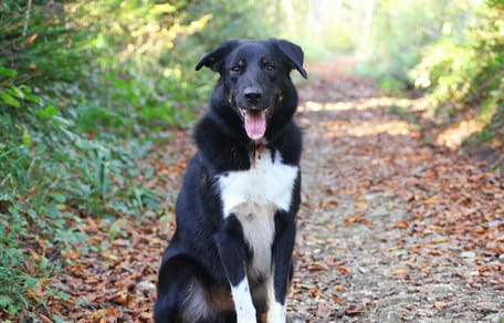 Une chienne berger qui attend sa famille