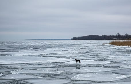 A dog trapped on a frozen lake in winter