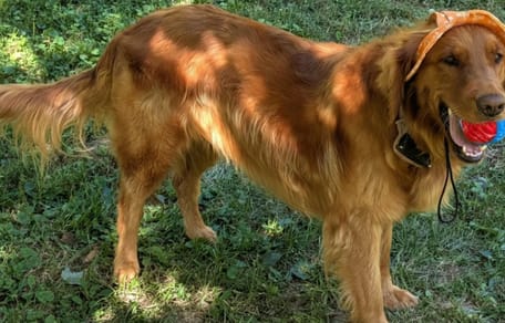 Une chienne dans la nature