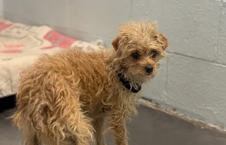 A dog in a rescue centre