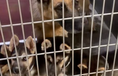 Une chienne dans un refuge avec ses chiots
