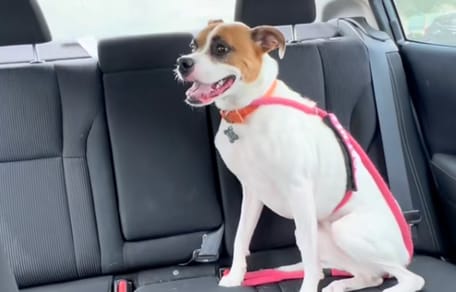 Une chienne dans une voiture