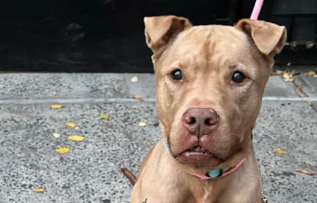 A 9-year-old brown Pit Bull in rescue