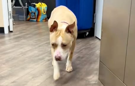 Une chienne déprimée