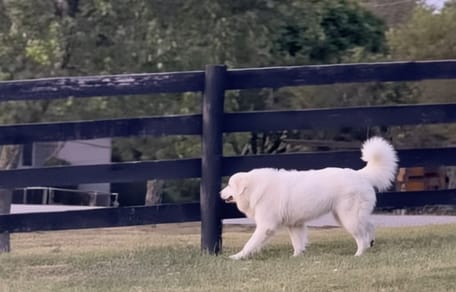 Een hond voor een schutting