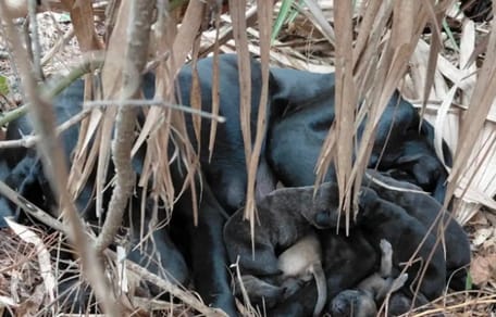 Een hond in nood in het bos met haar puppy's